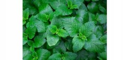 Ajax płyn do powierzchni Eucalyptus Uniwersalny 1,2L